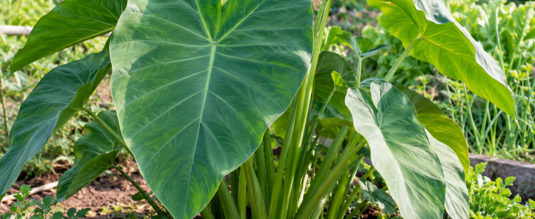 Taioba: Como Identificar, Plantar e Cultivar com Segurança