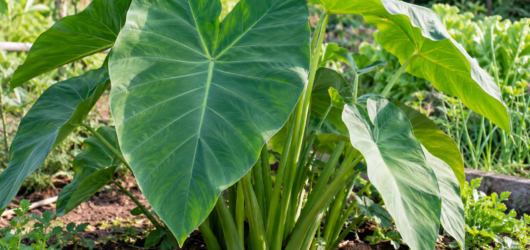 Taioba: Como Identificar, Plantar e Cultivar com Segurança